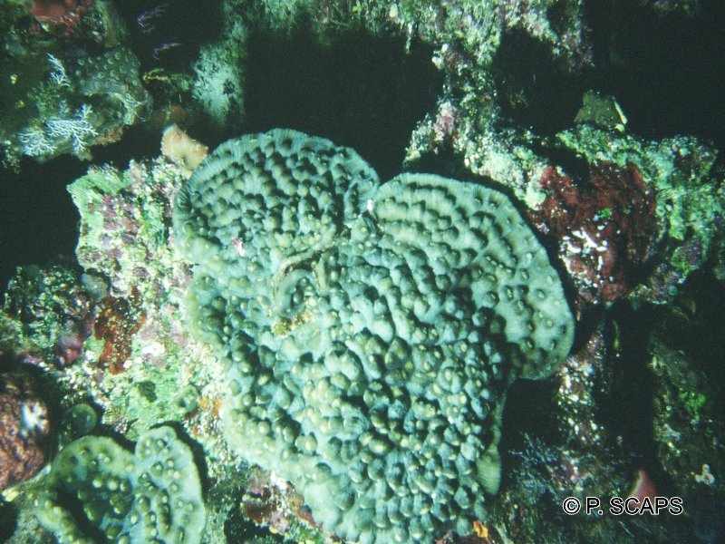 mycedum_elephantotus1ps