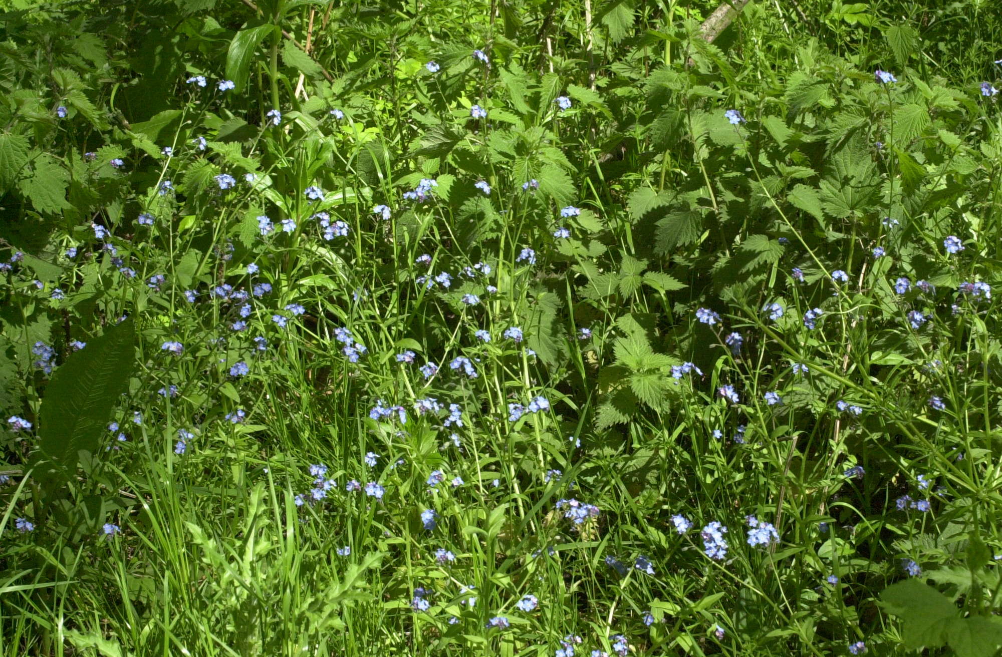 myosotis_sylvatica3md