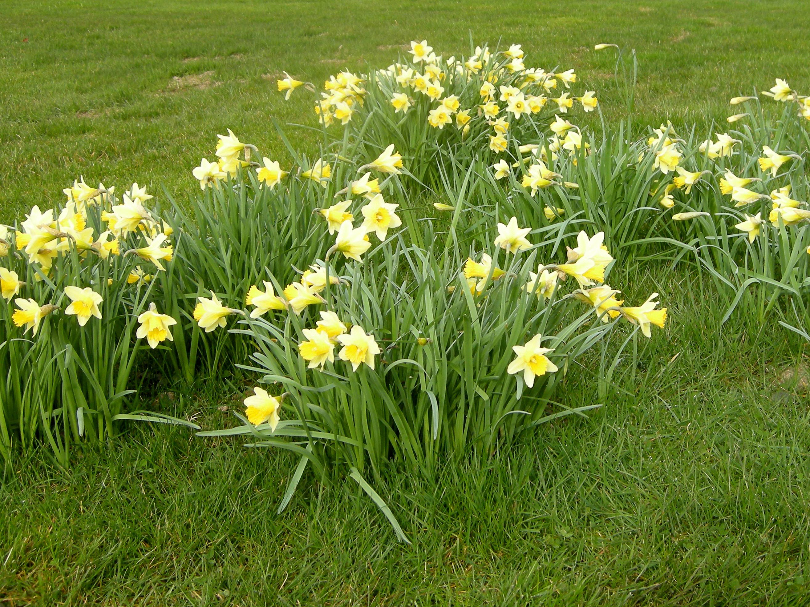 narcissus_pseudonarcissus1md
