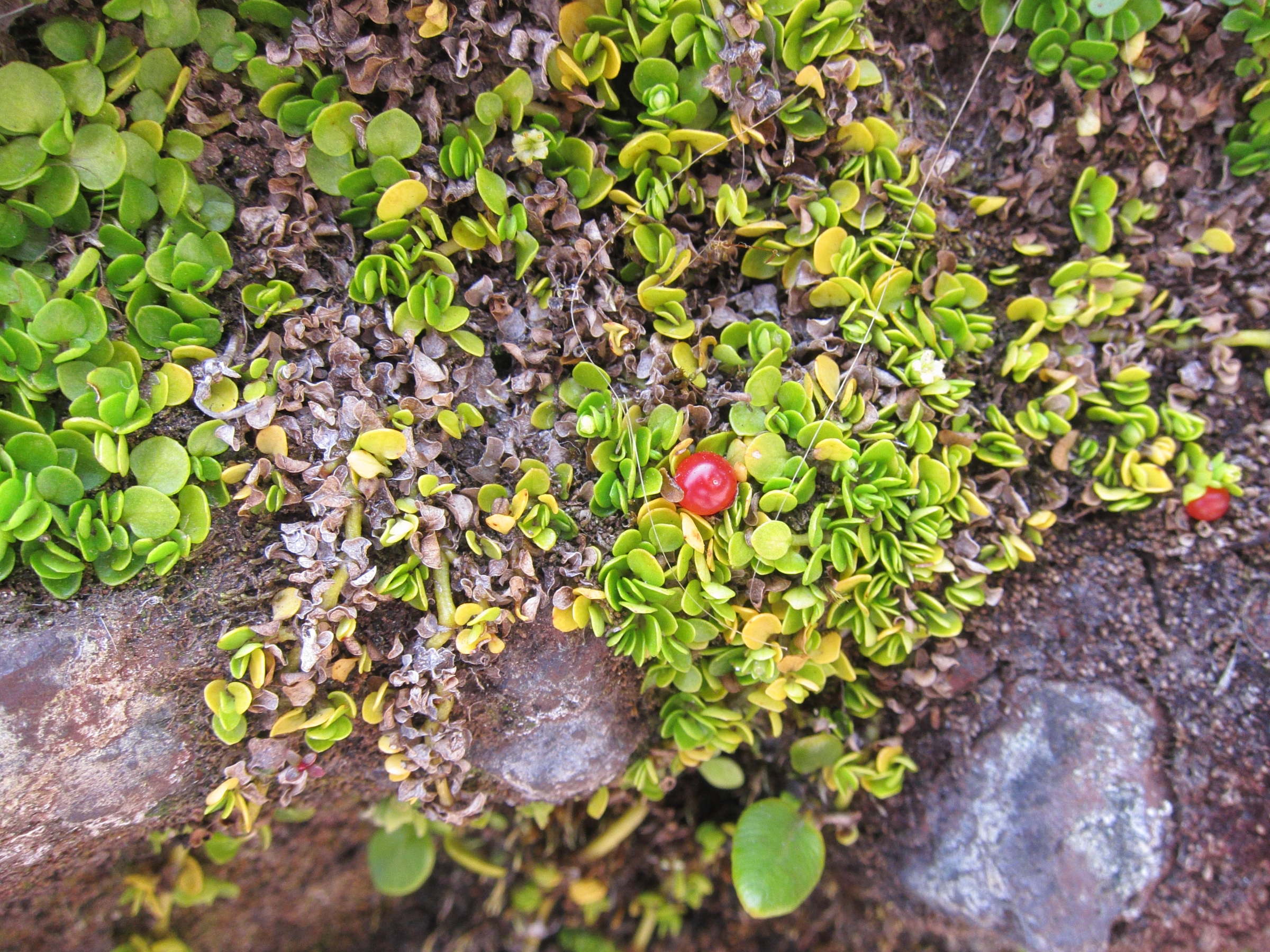 nertera_granadensis1bd