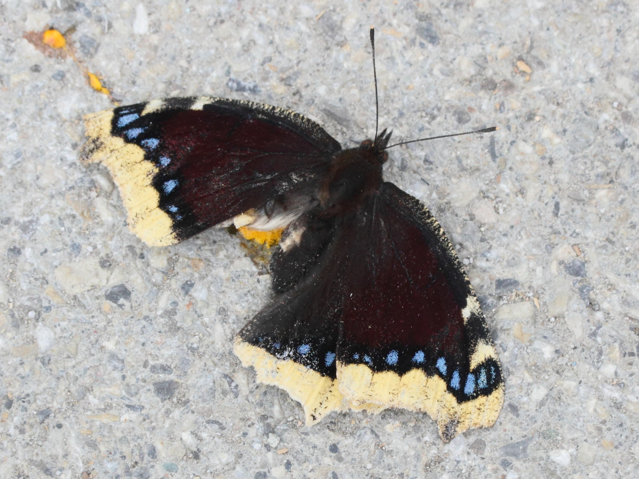 nymphalis_antiopa3md