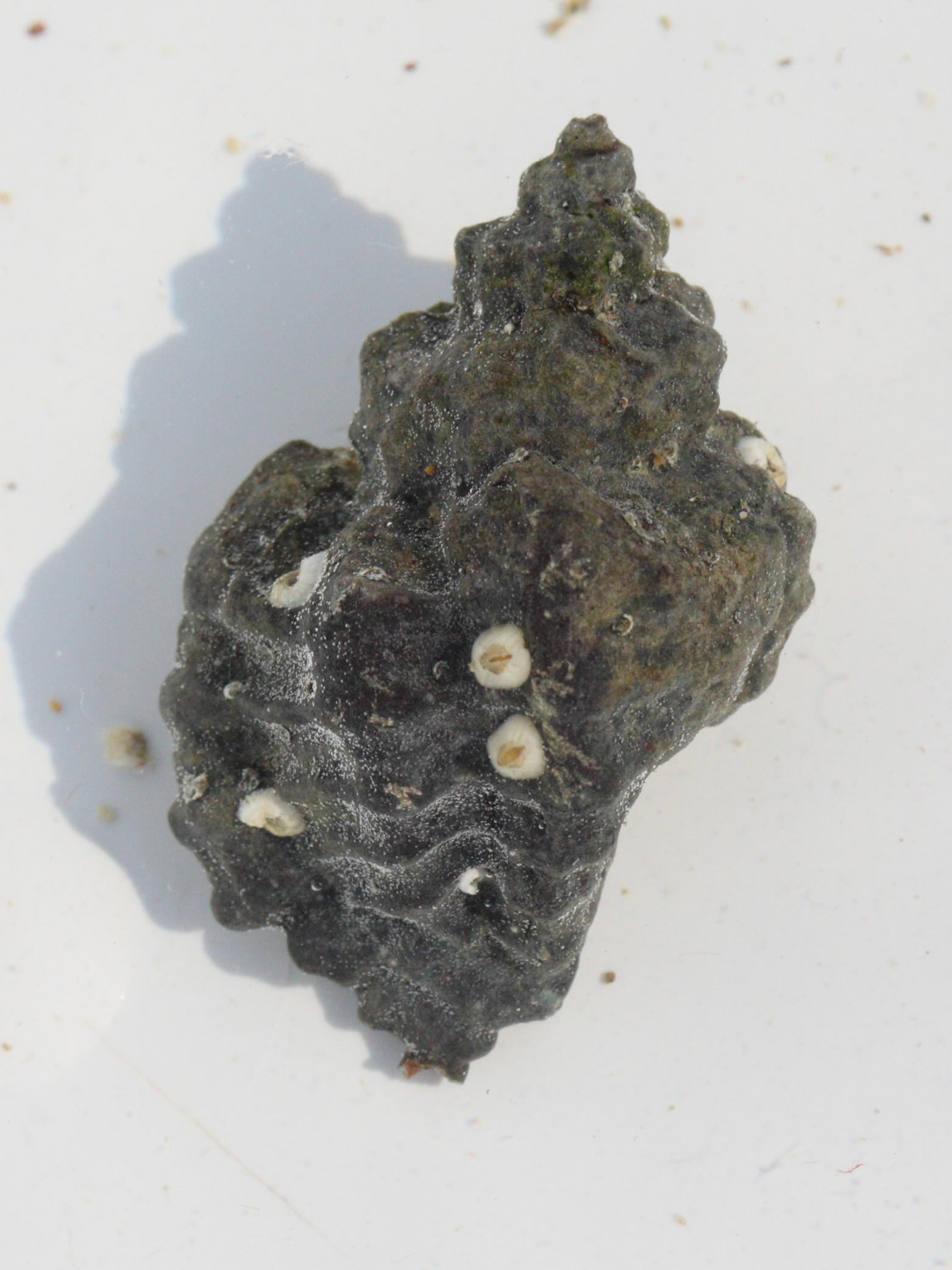 ocenebra_erinacea1md