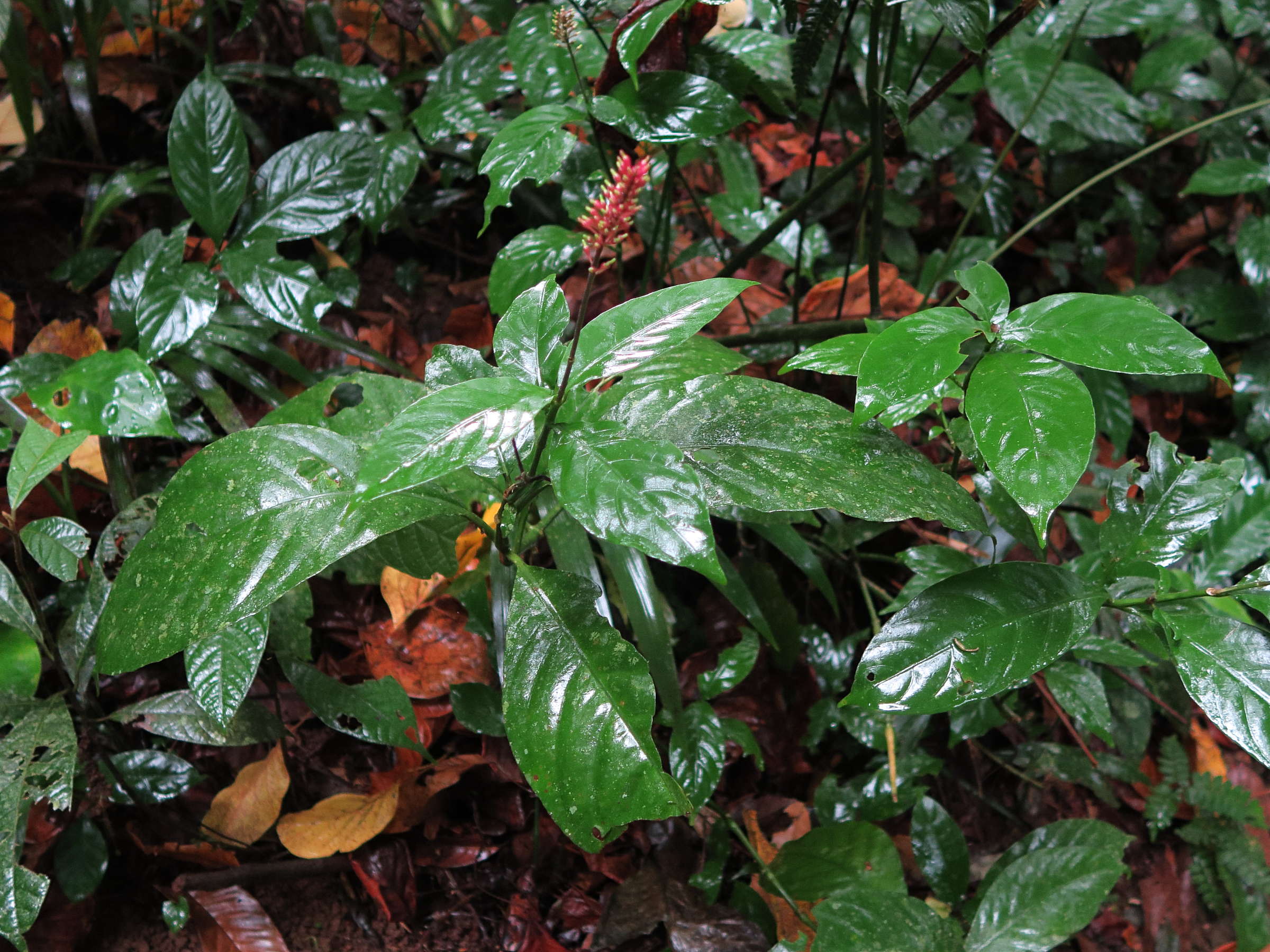 odontonema_tubaeforme3md