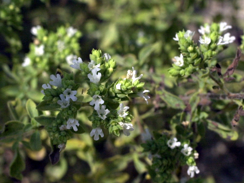 Afficher le média Origanum_vulgare viridulum Origanum_vulgare viridulum