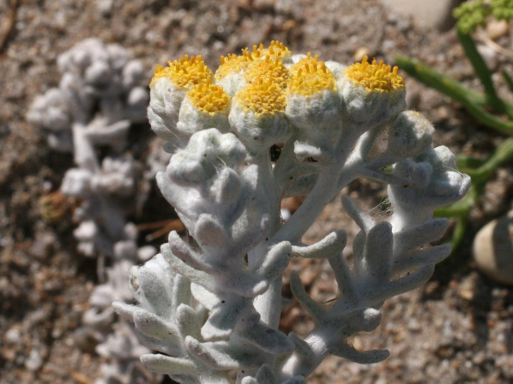 Afficher le média otanthus_maritimus3md otanthus_maritimus3md