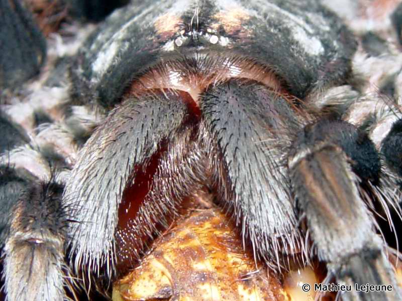 pamphobeteus_vespertinus3ml