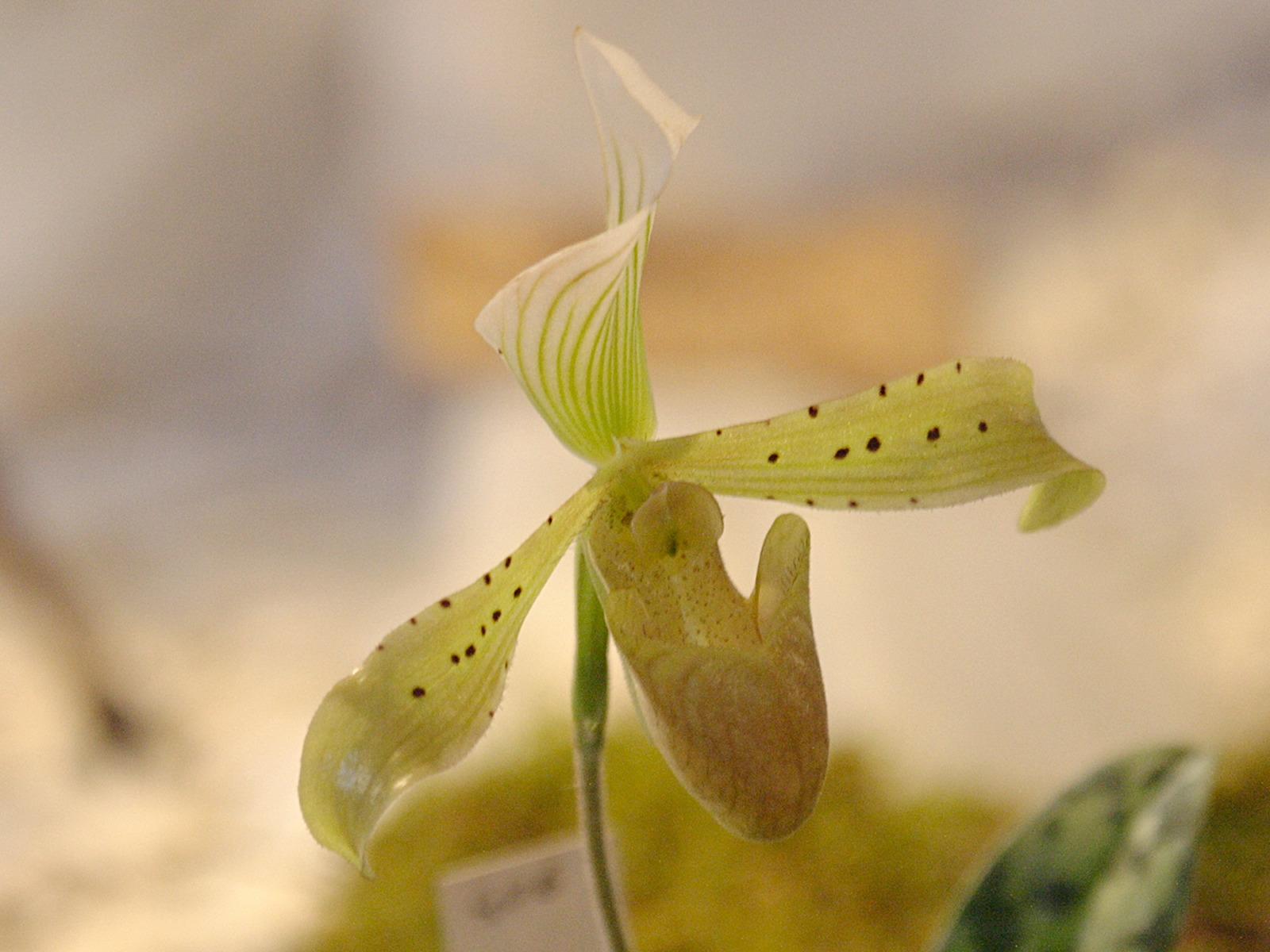 Afficher le média paphiopedilum_braemii2bd paphiopedilum_braemii2bd