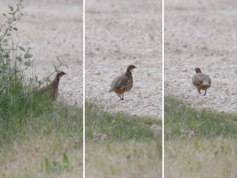 perdrix_rouge_-_alectoris_rufa1bd