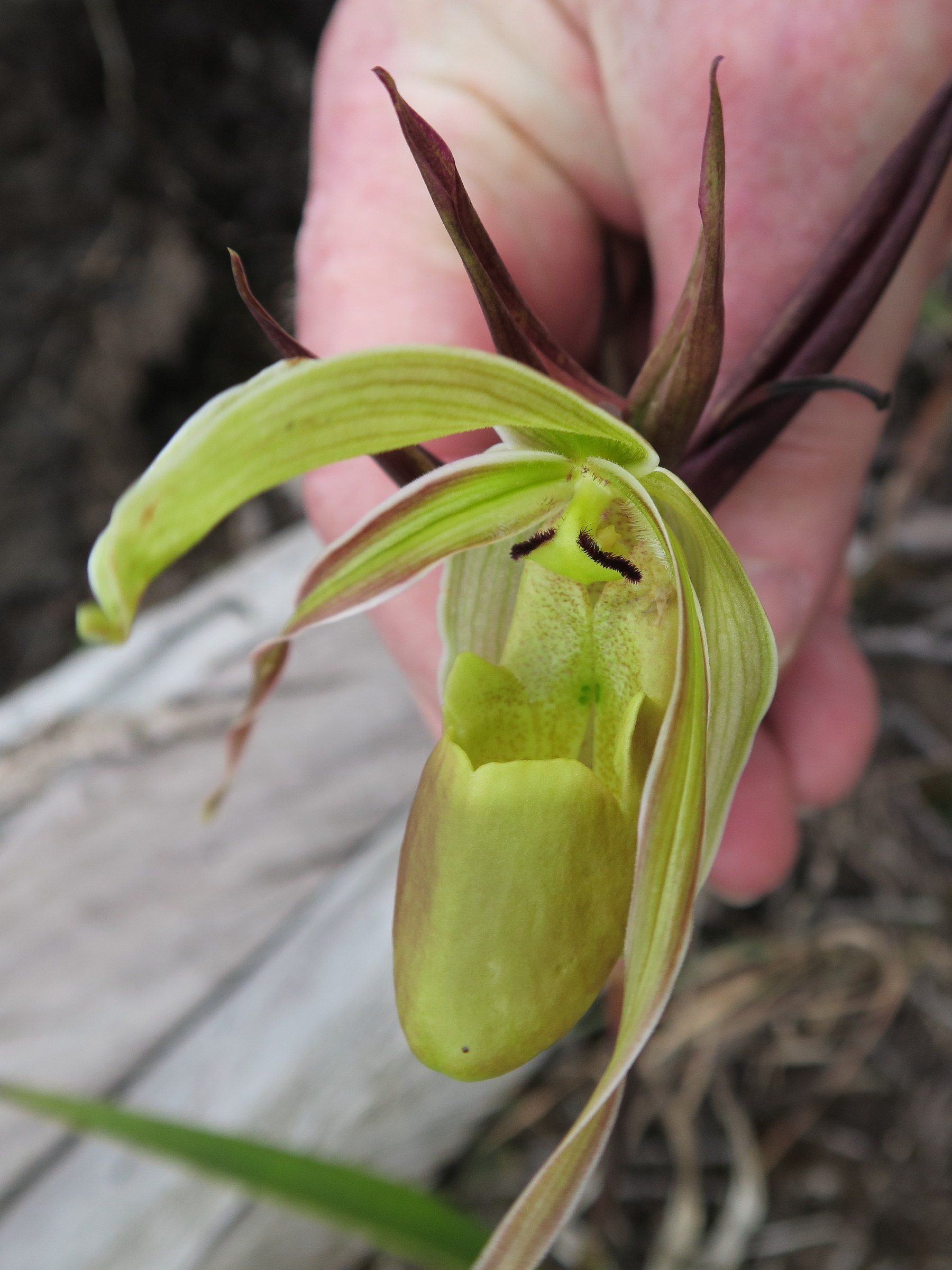 phragmipedium_longifolium5md