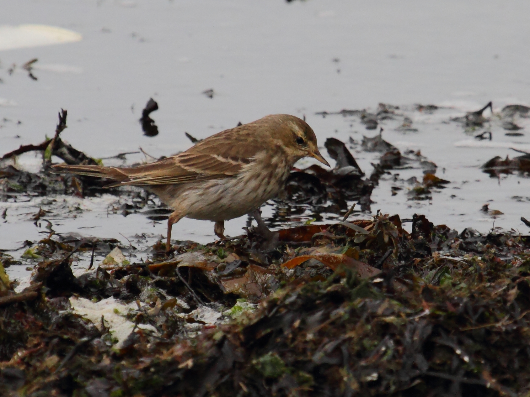 pipit_farlouse_-_anthus_pratensis1bd