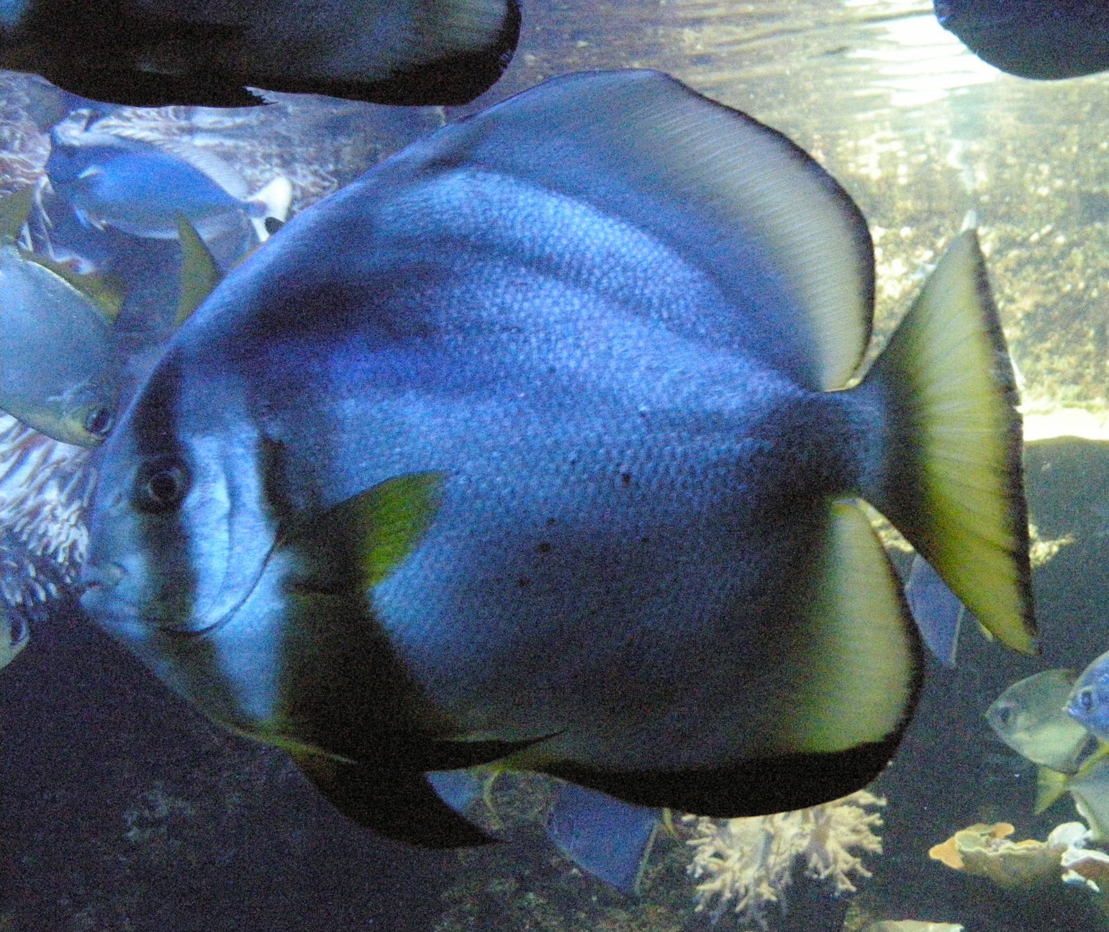 Afficher le média platax_orbicularis1bd platax_orbicularis1bd