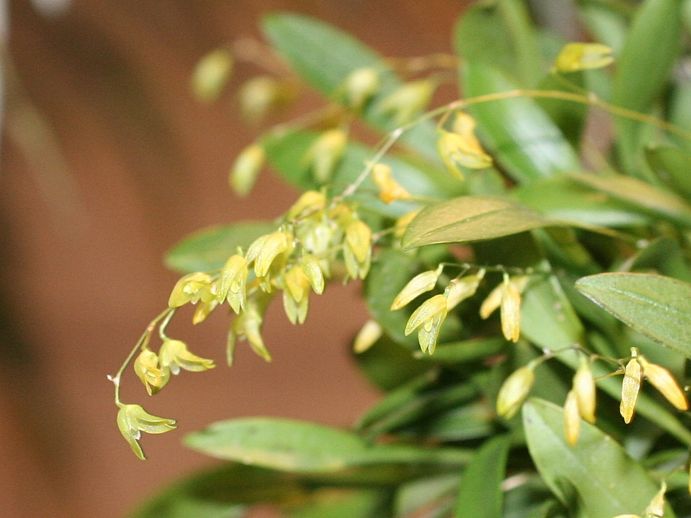 Afficher le média pleurothallis_grobyi2md pleurothallis_grobyi2md