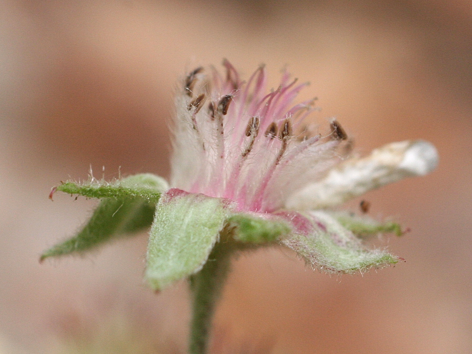 potentilla_caulescens5md