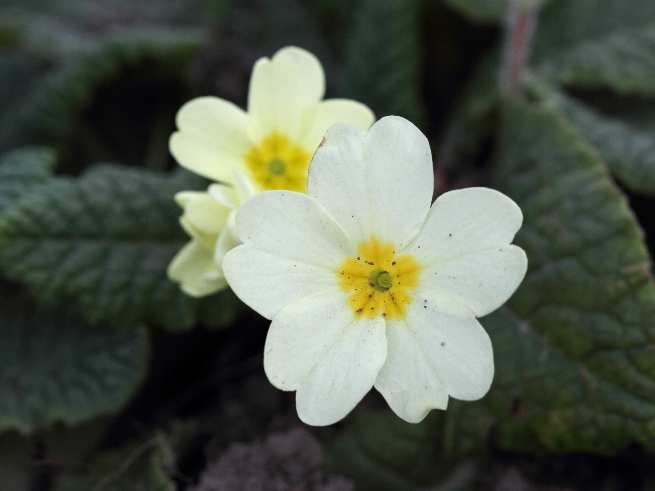 primula_vulgaris4bd