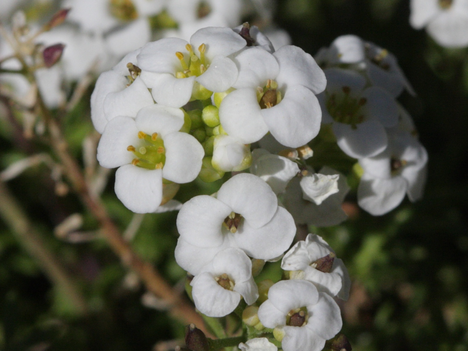 pritzelago_alpina2bd