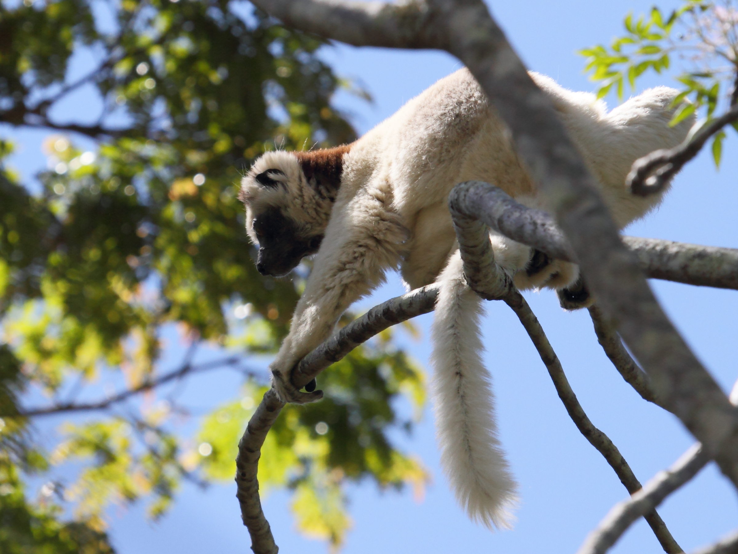 propithecus_verreauxi2bd