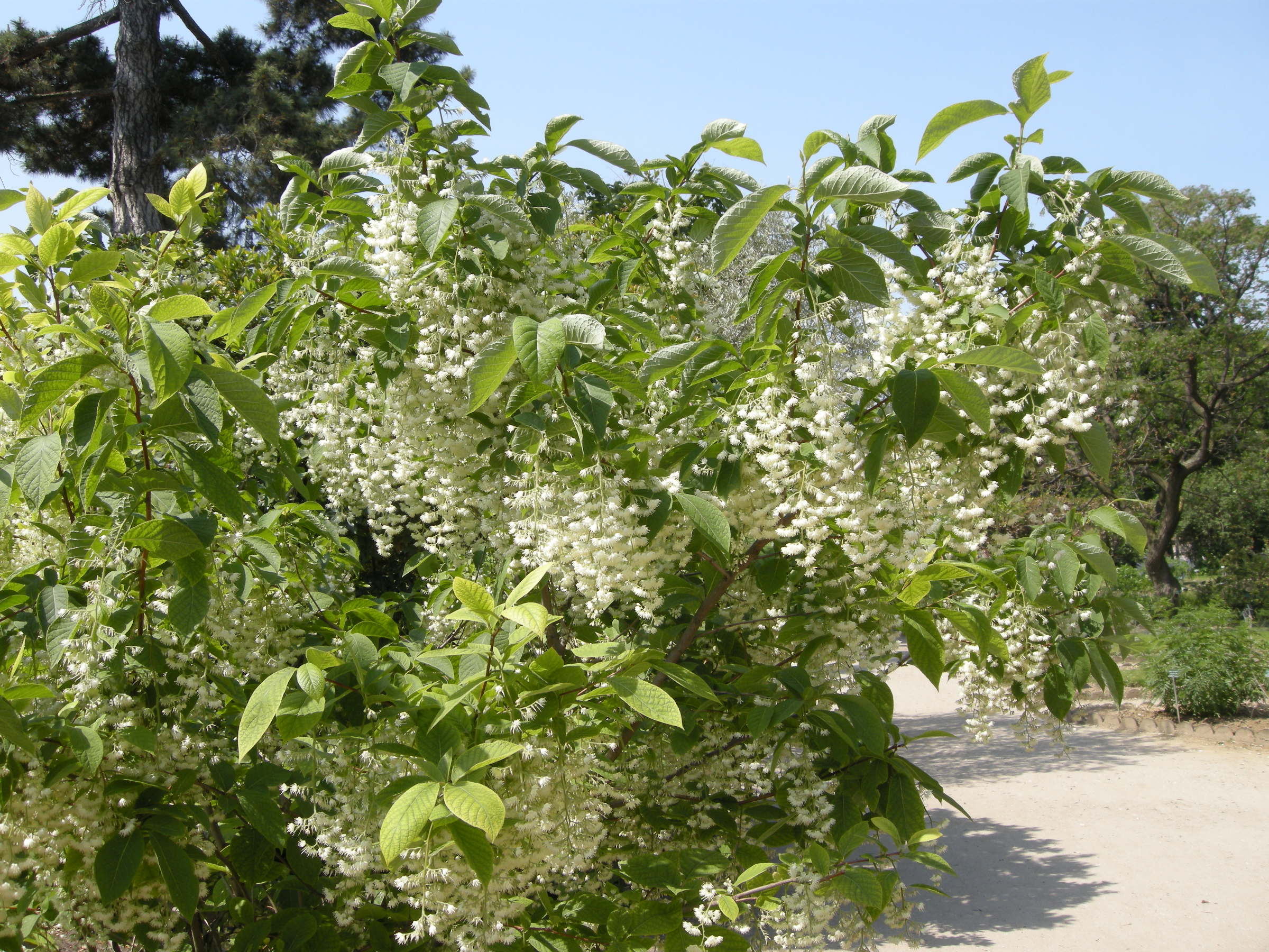 Afficher le média pterostyrax_hispida1md pterostyrax_hispida1md