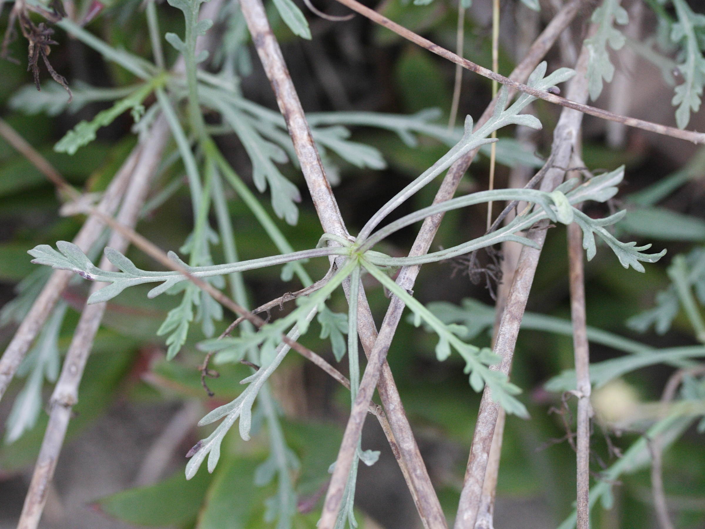 pycnocomon_rutifolium3md