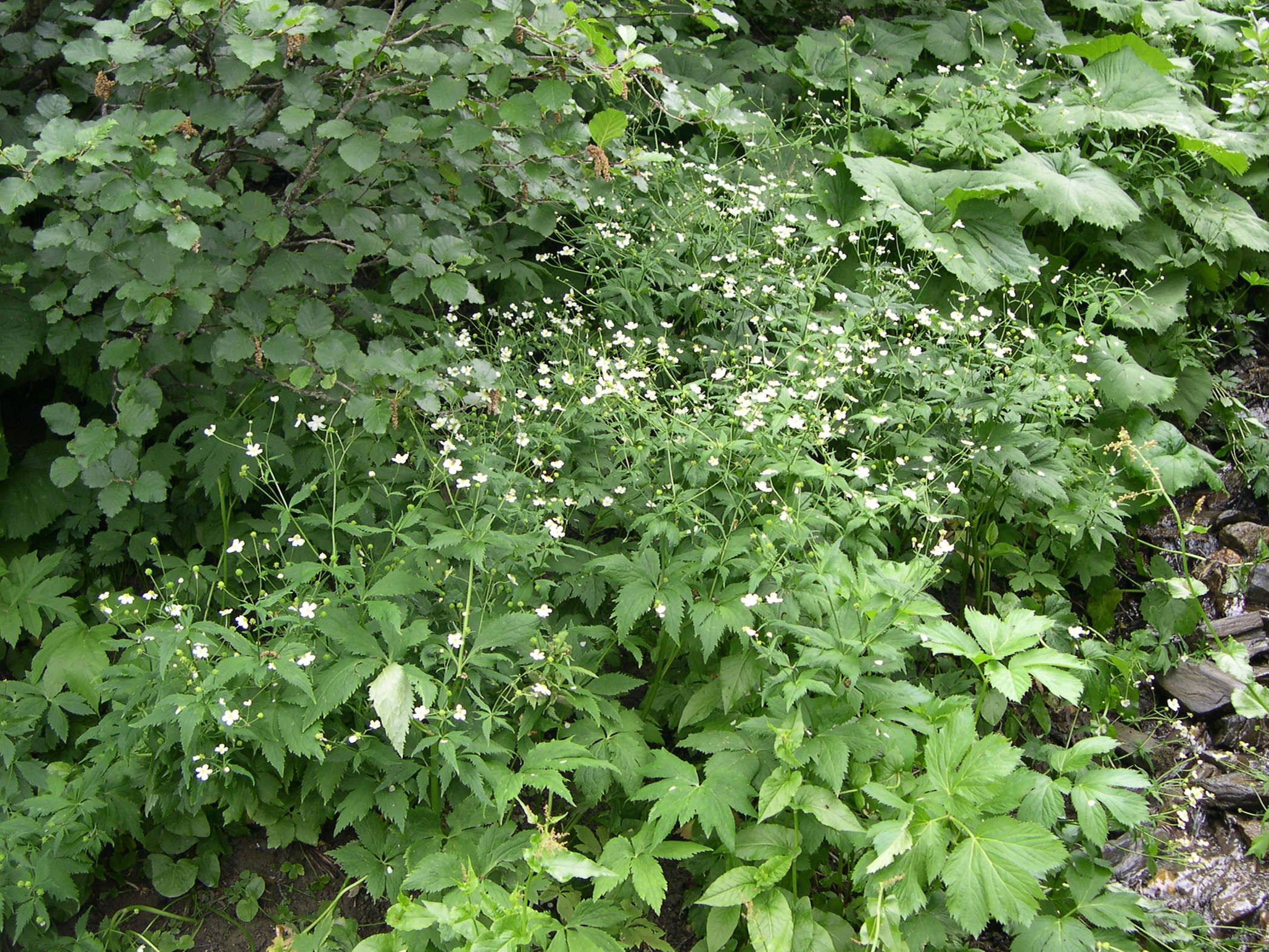 Afficher le média ranunculus_aconitifolius3md ranunculus_aconitifolius3md
