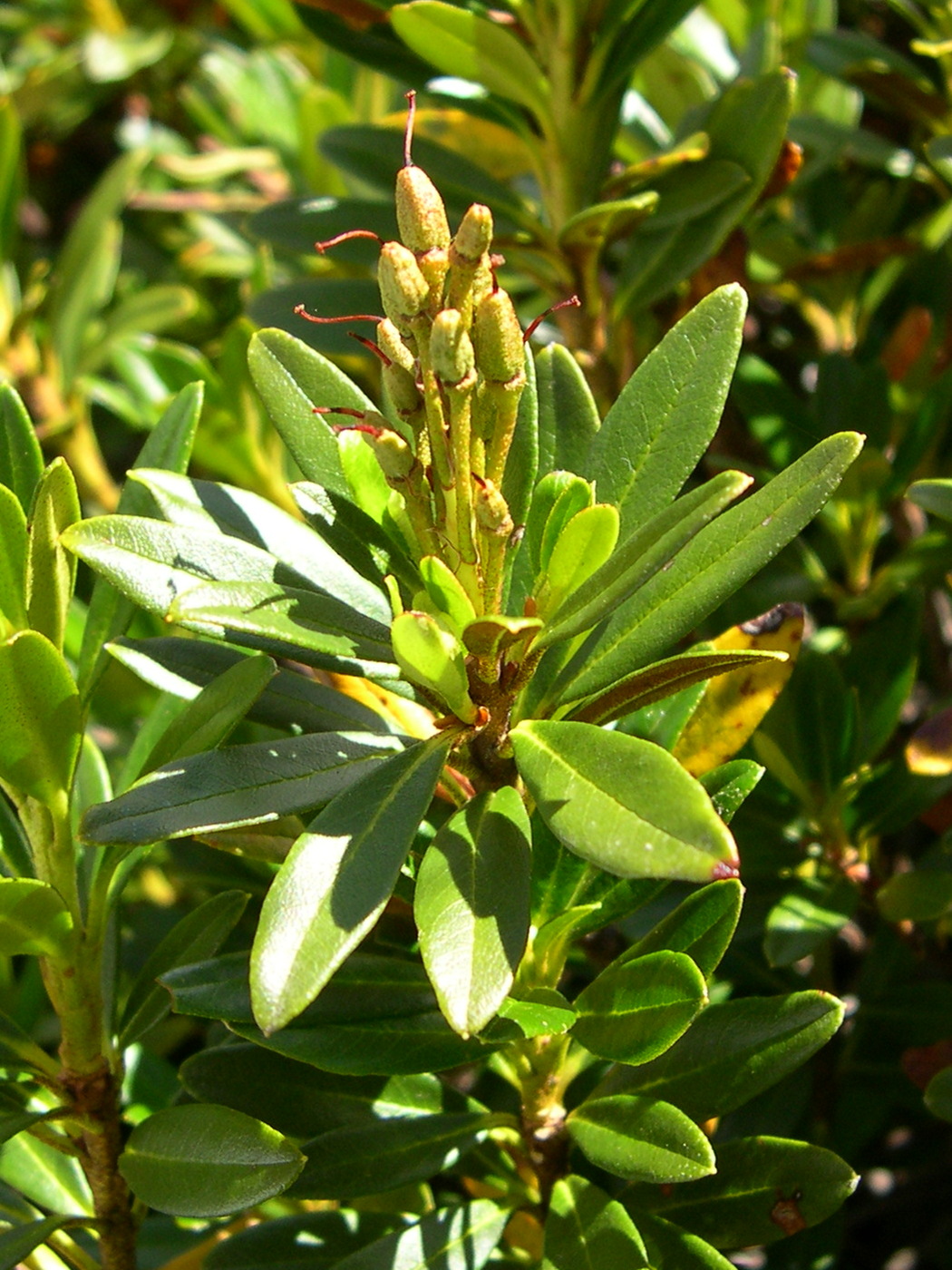 Afficher le média rhododendron_ferrugineum3md rhododendron_ferrugineum3md