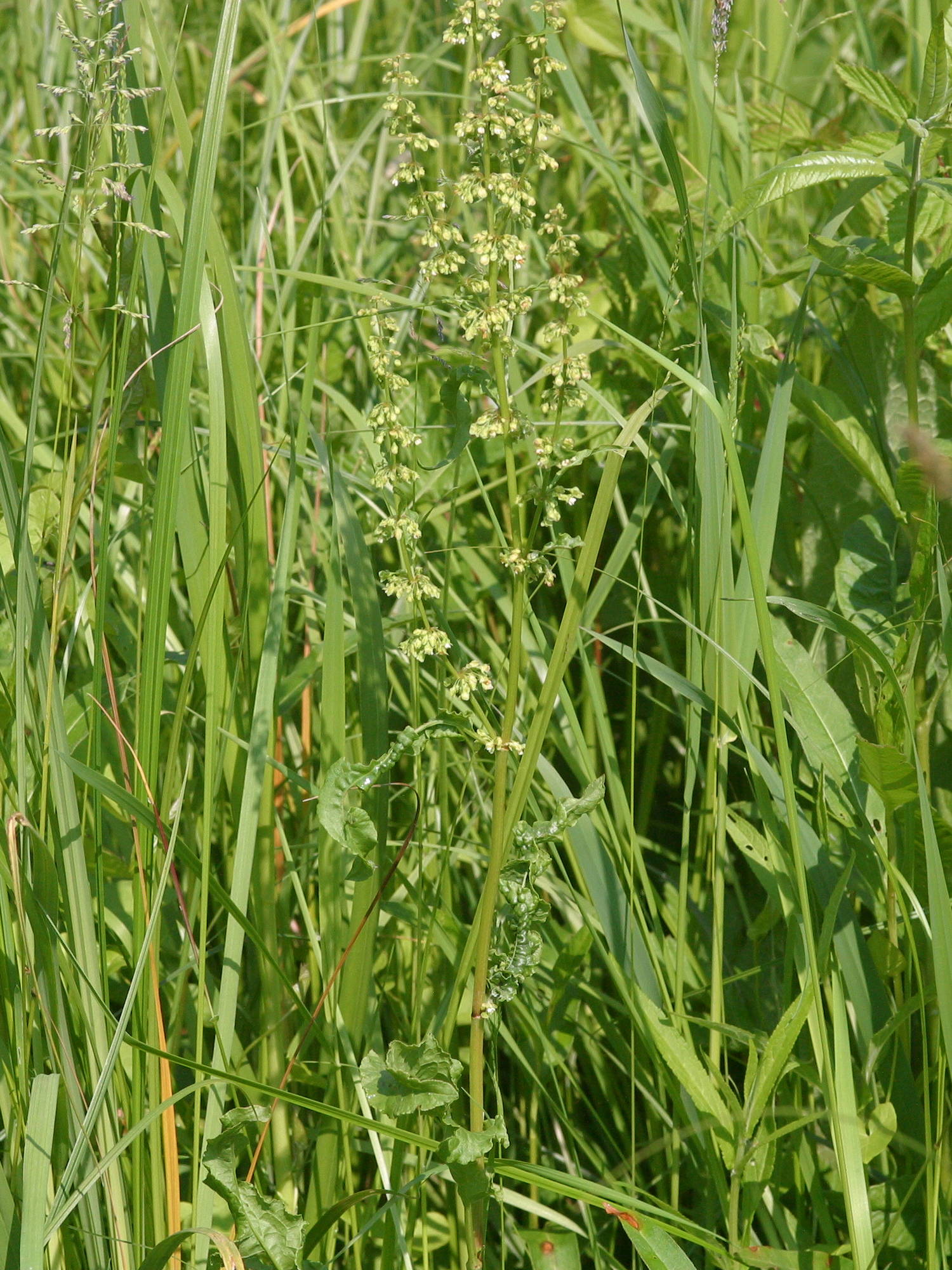 Afficher le média rumex_sanguineus1bd rumex_sanguineus1bd