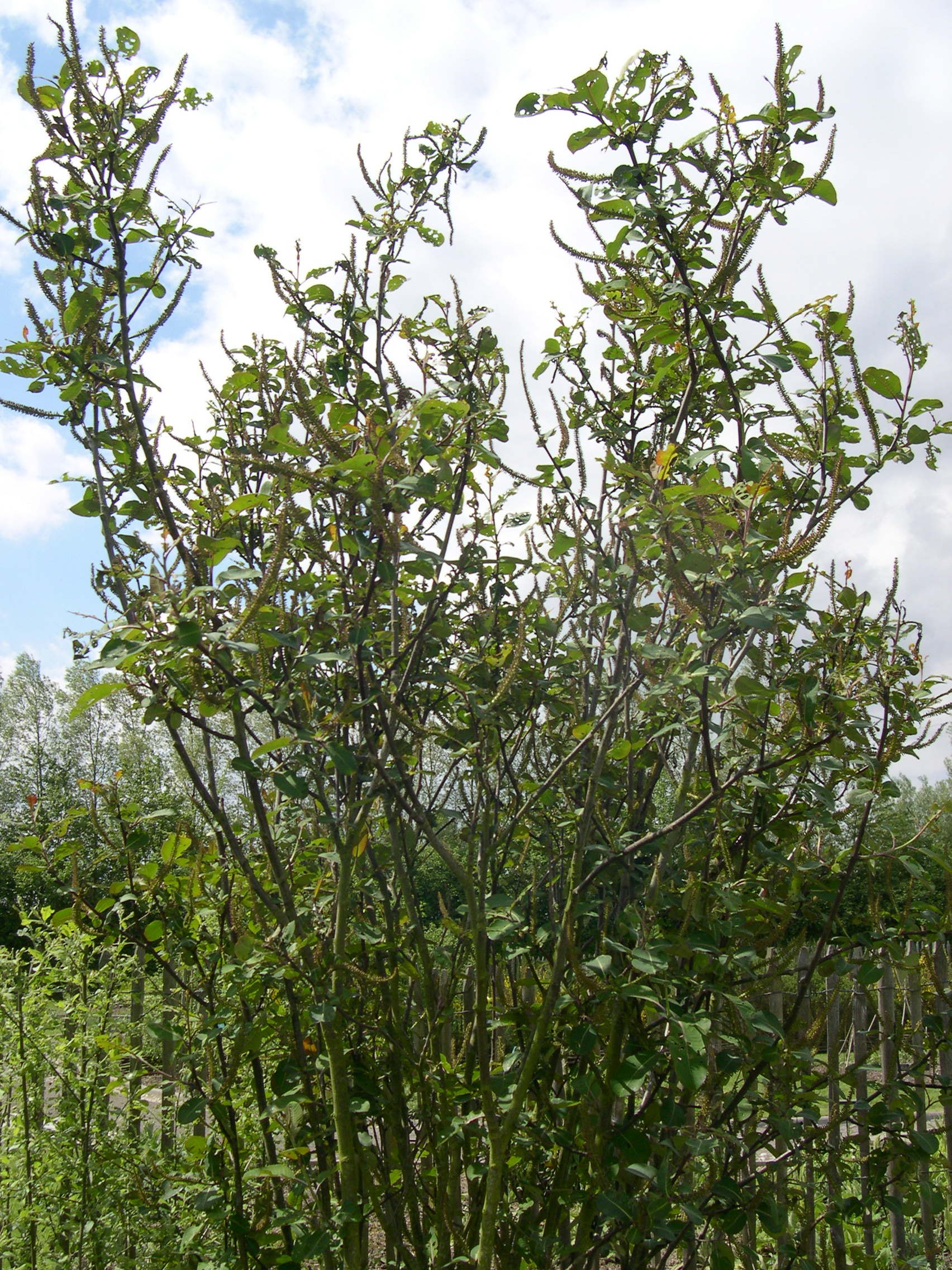 Afficher le média salix_magnifica1md salix_magnifica1md