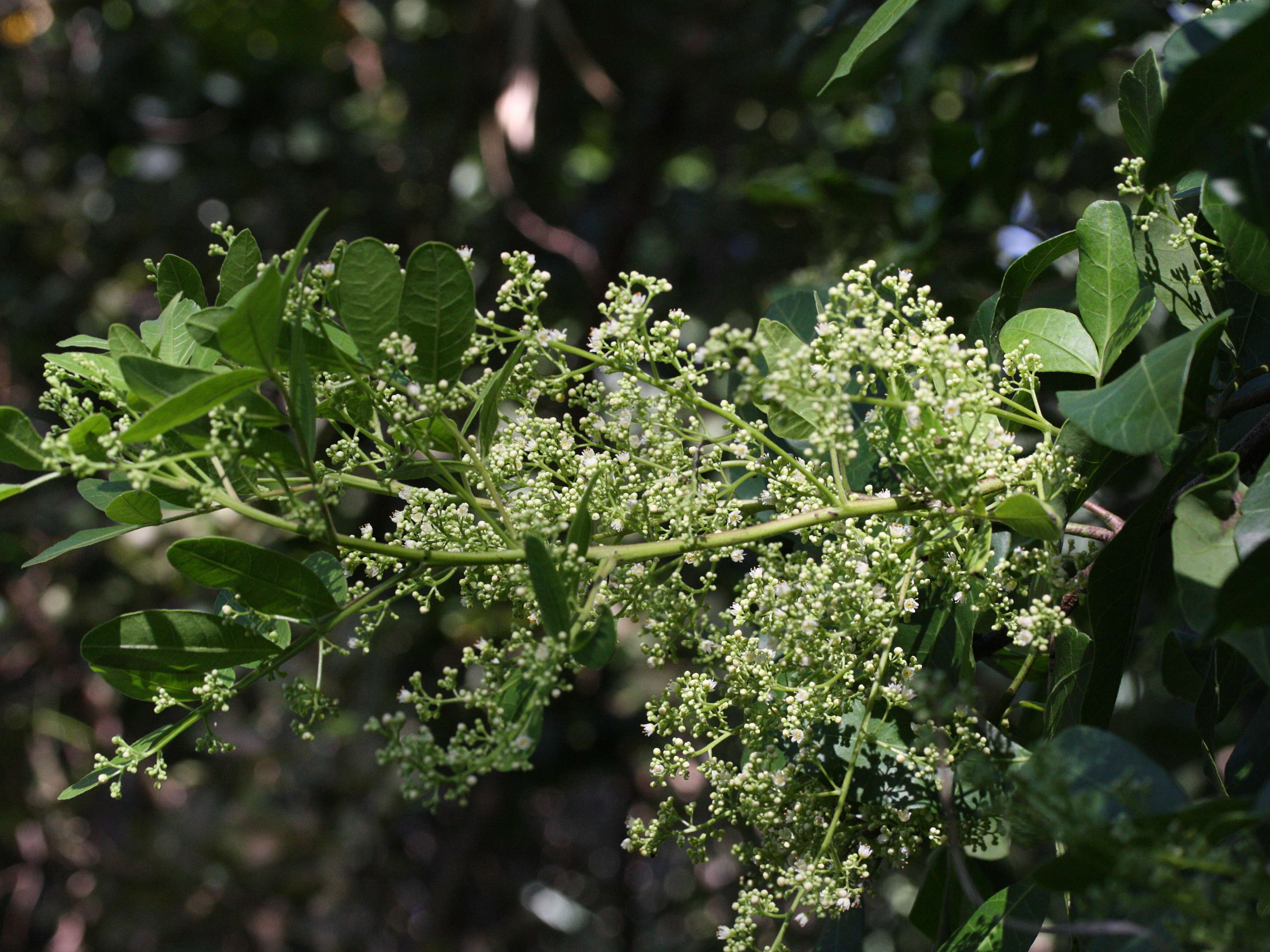 schinus_terebinthifolius6md