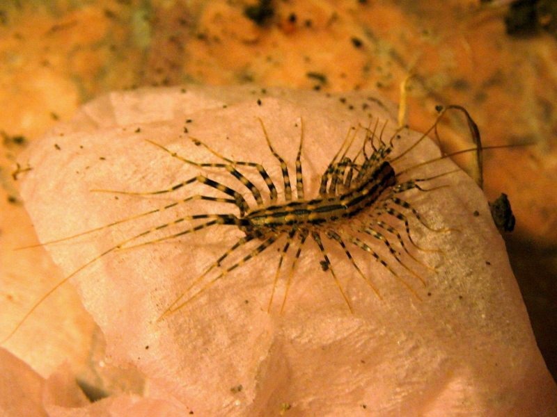 Afficher le média scutigera_coleoptrata4td scutigera_coleoptrata4td