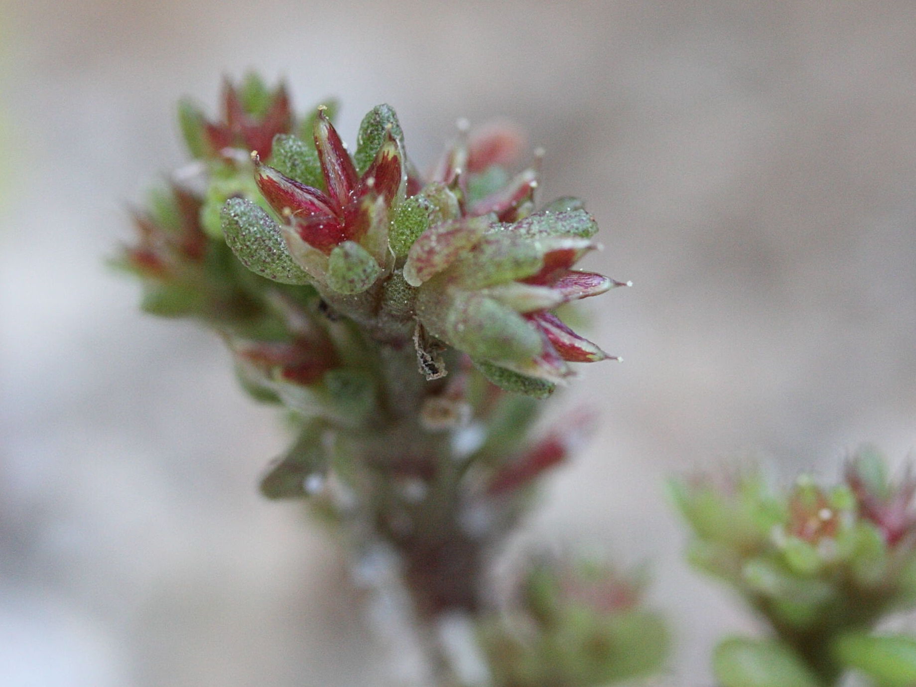 sedum_litoreum2md
