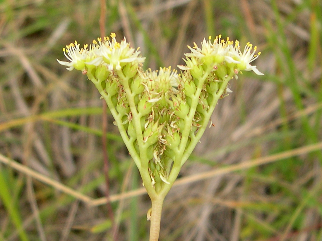 sedum_sediforme2md