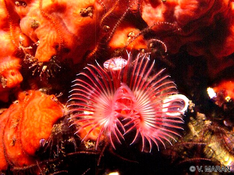 serpula_vermicularis1vm