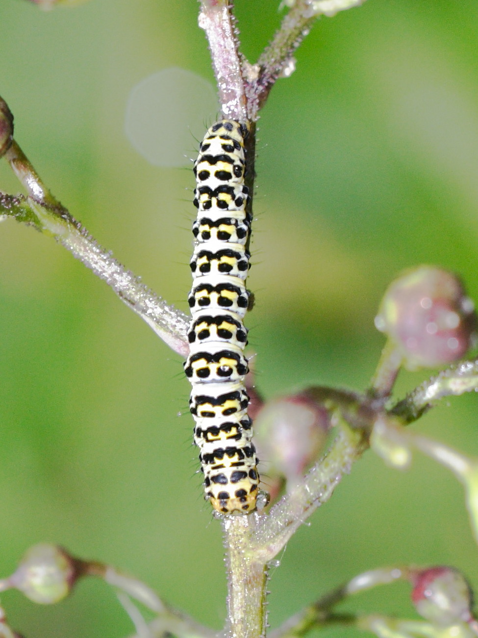 Afficher le média shargacucullia_scrophulariae_ch1md shargacucullia_scrophulariae_ch1md