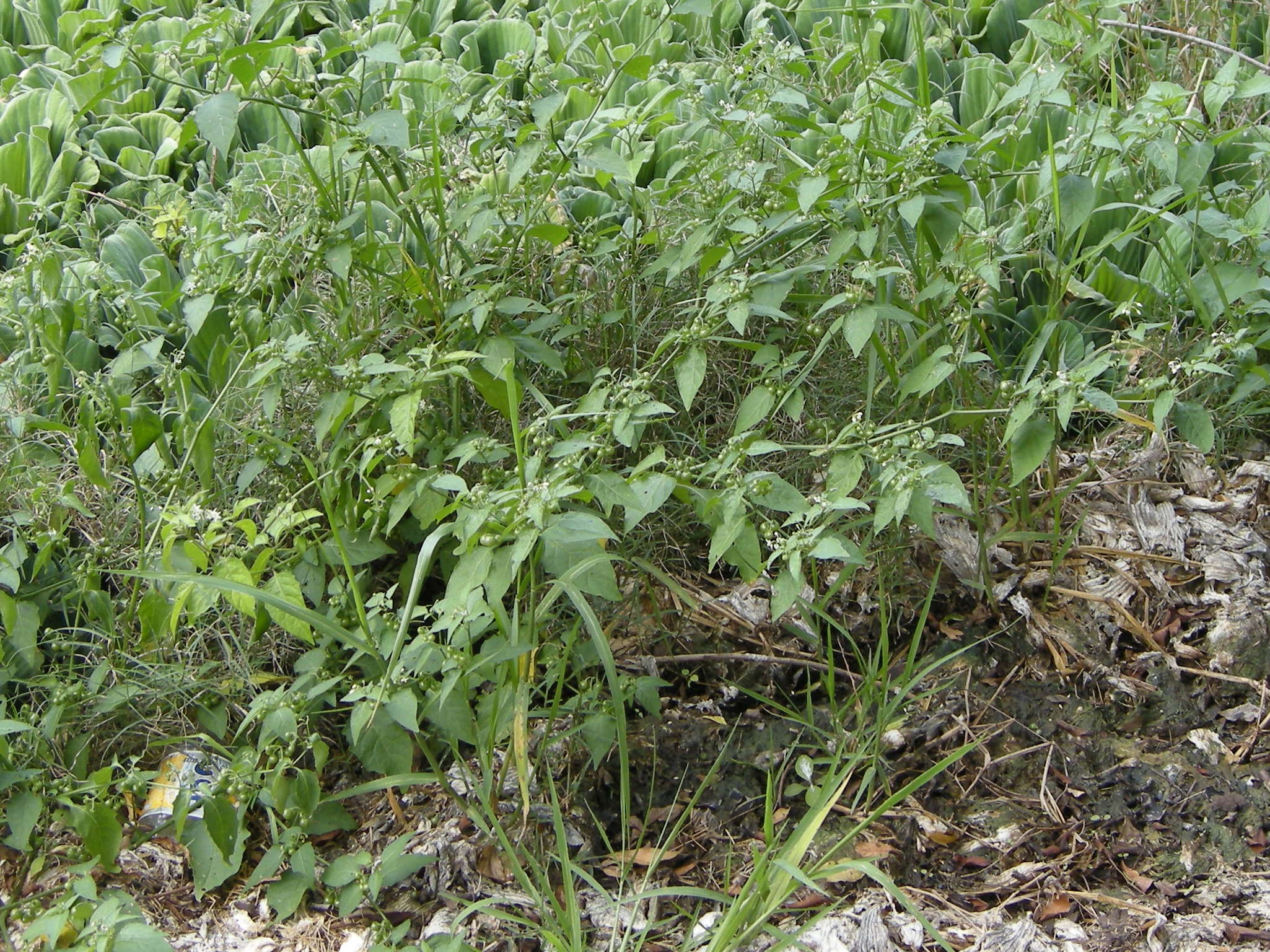 solanum_americanum3md