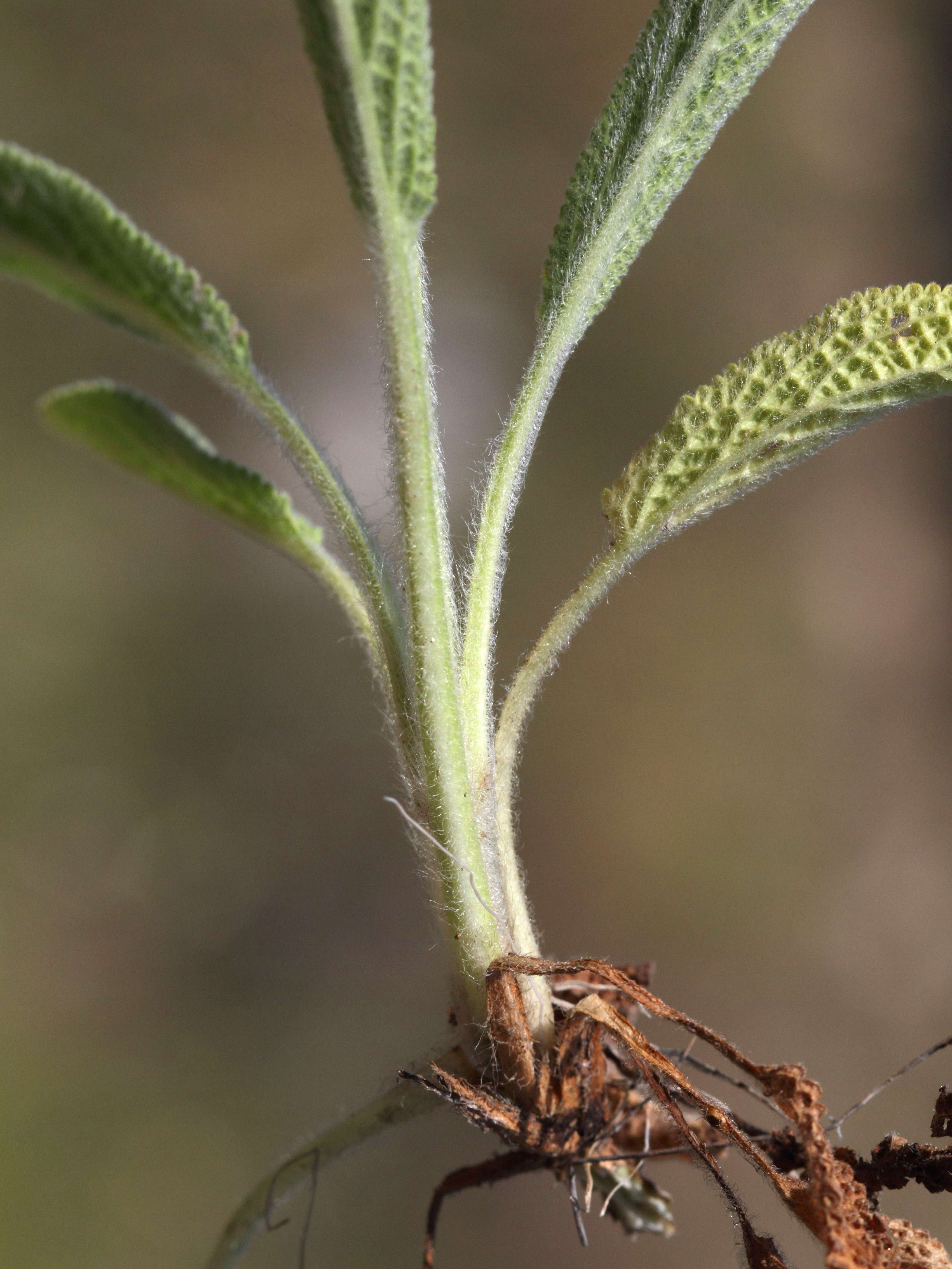 Afficher le média stachys_cretica3bd stachys_cretica3bd