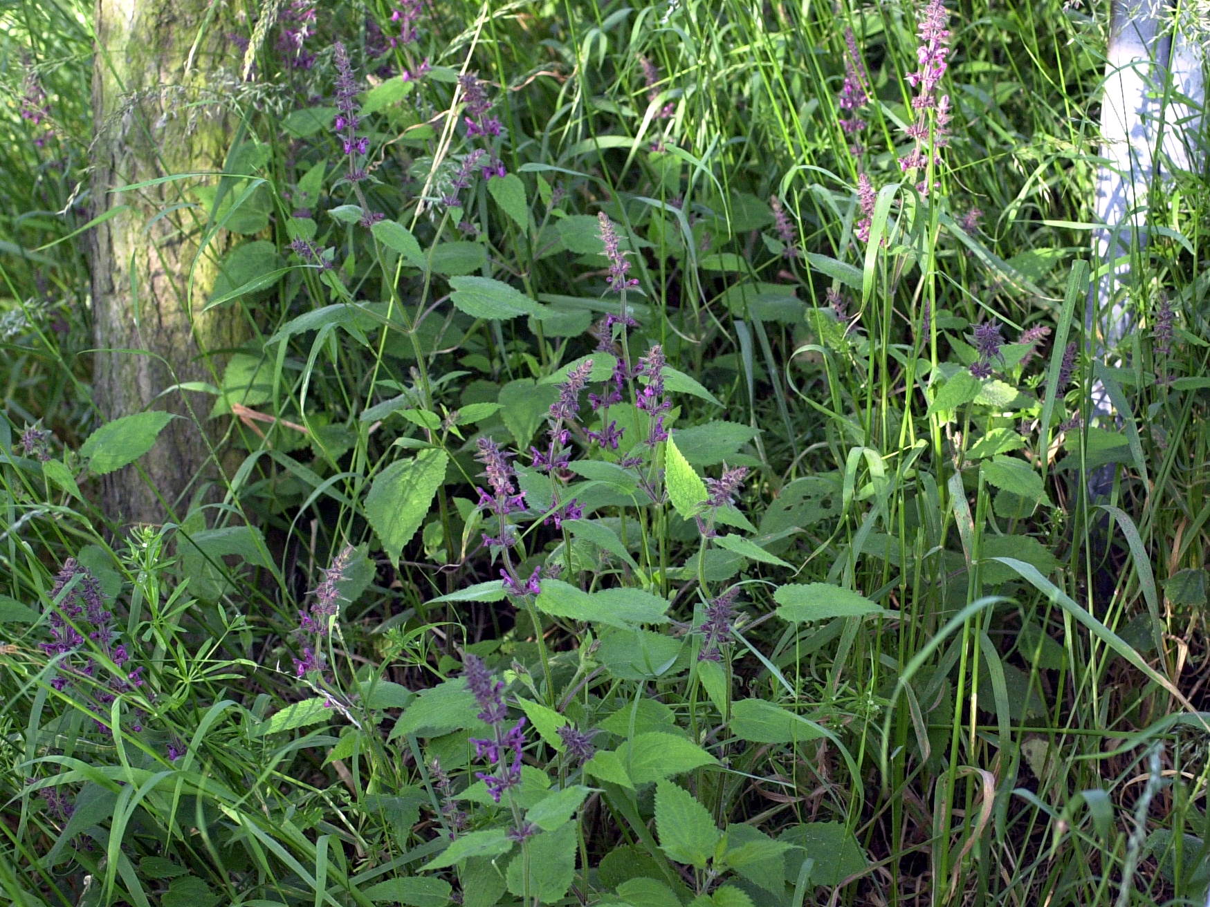 stachys_sylvatica1bd
