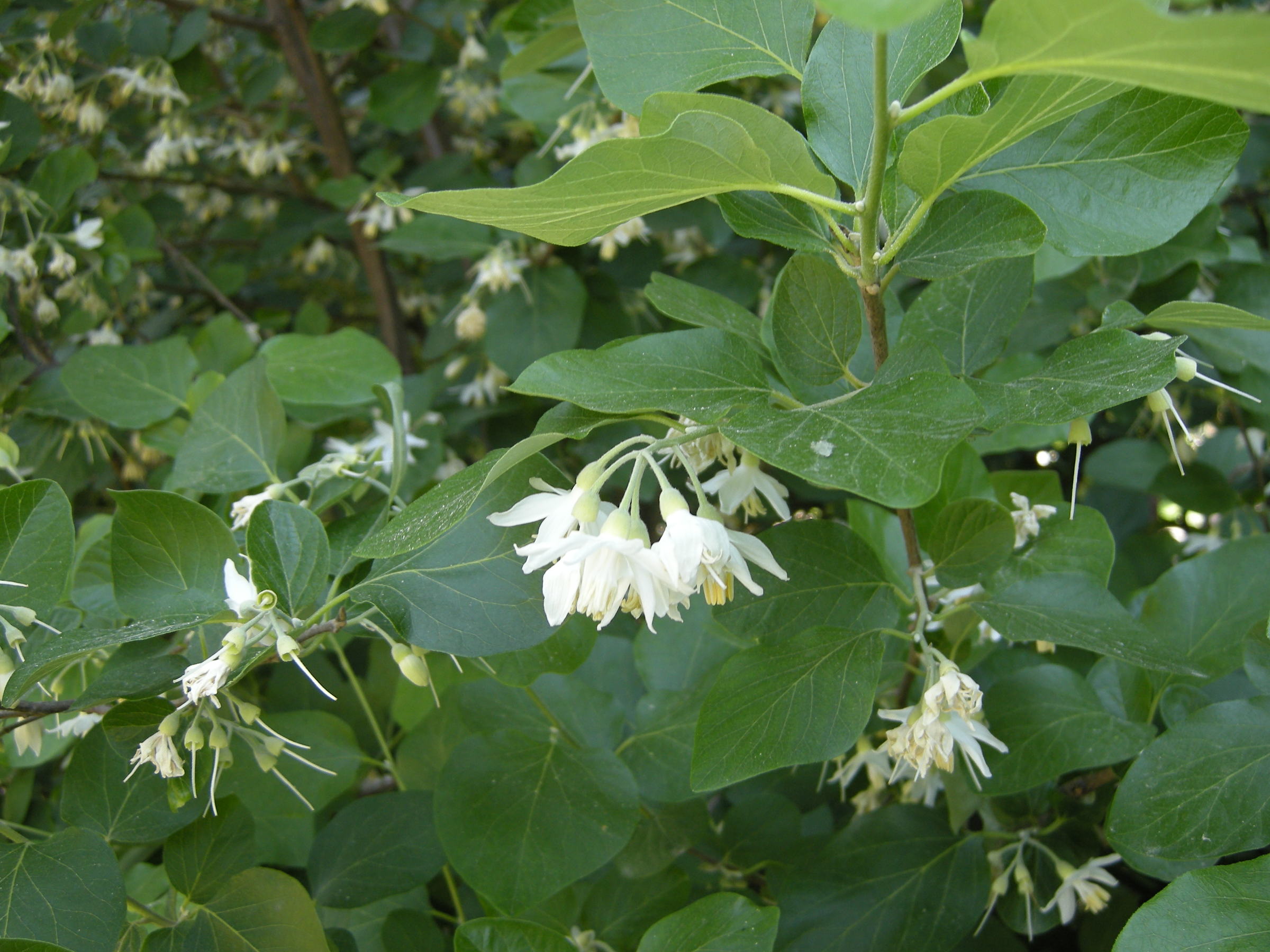styrax_officinalis4md