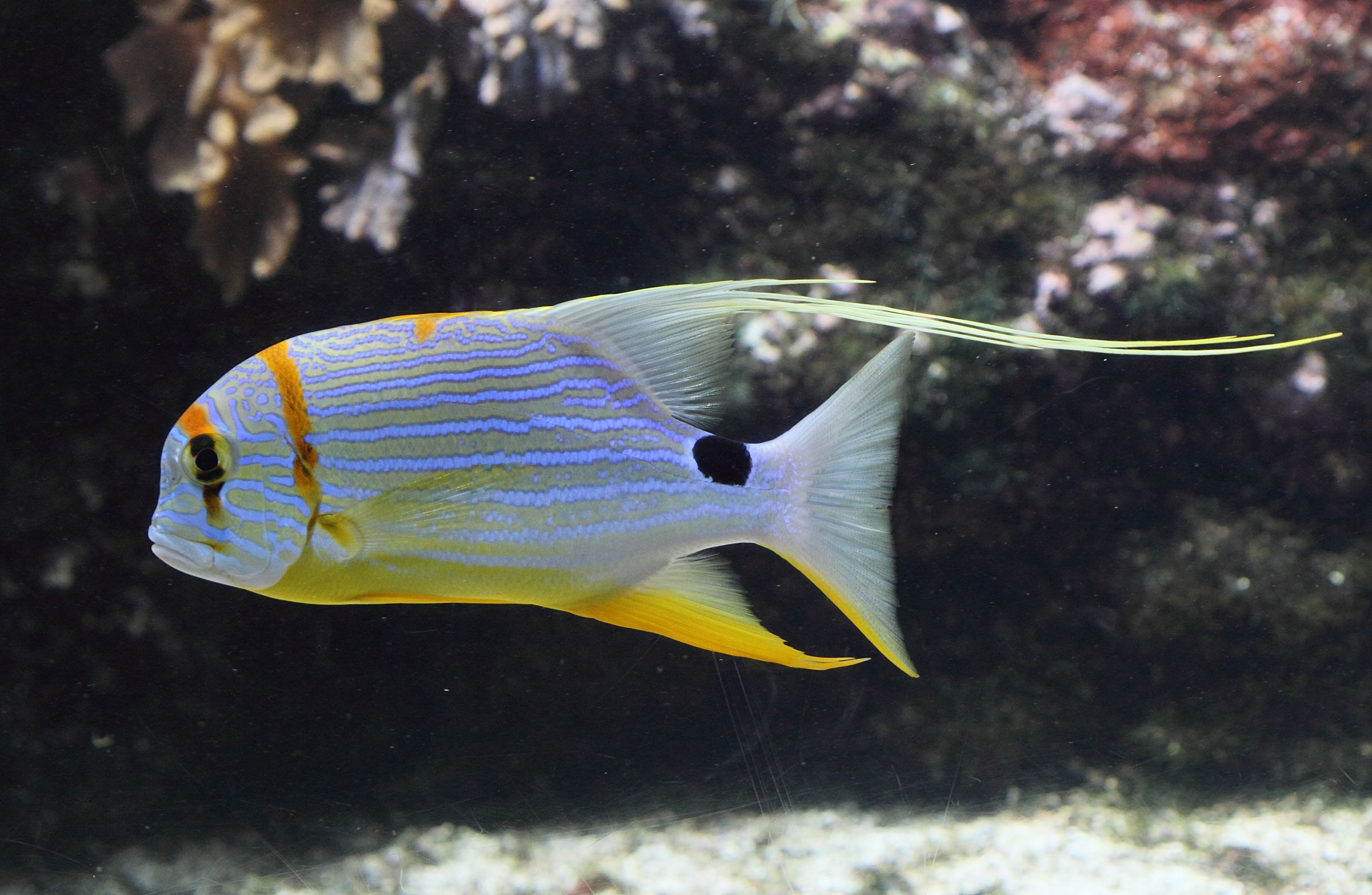 Symphorichthys_spilurus