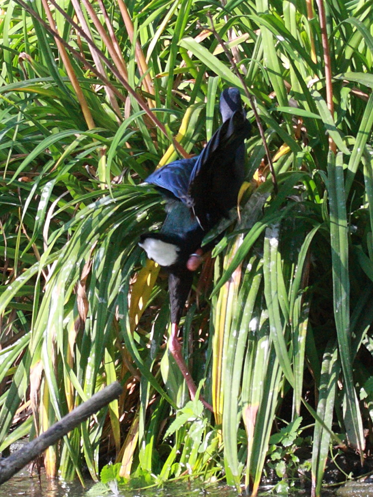 taleve_sultane_-_porphyrio_porphyrio1bd