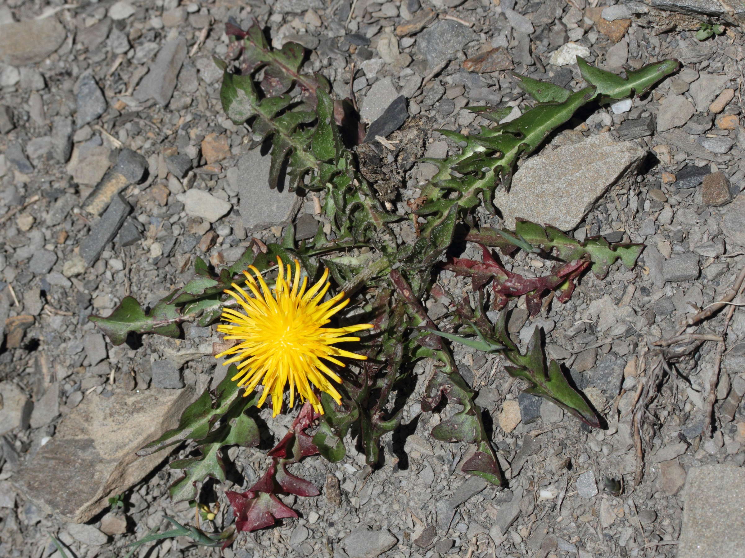 Taraxacum_section ruderalia