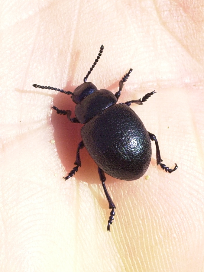 Afficher le média timarcha_goettingensis3md timarcha_goettingensis3md