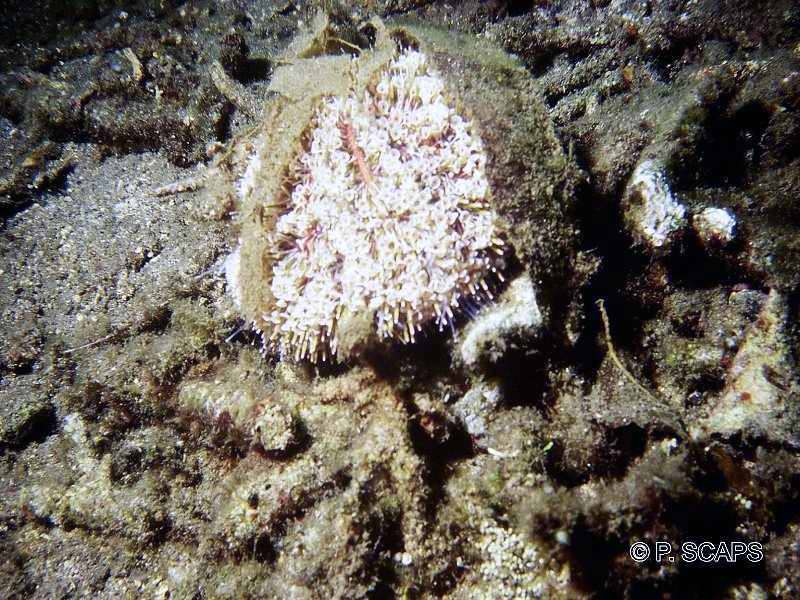 toxopneustes_pileolus1ps