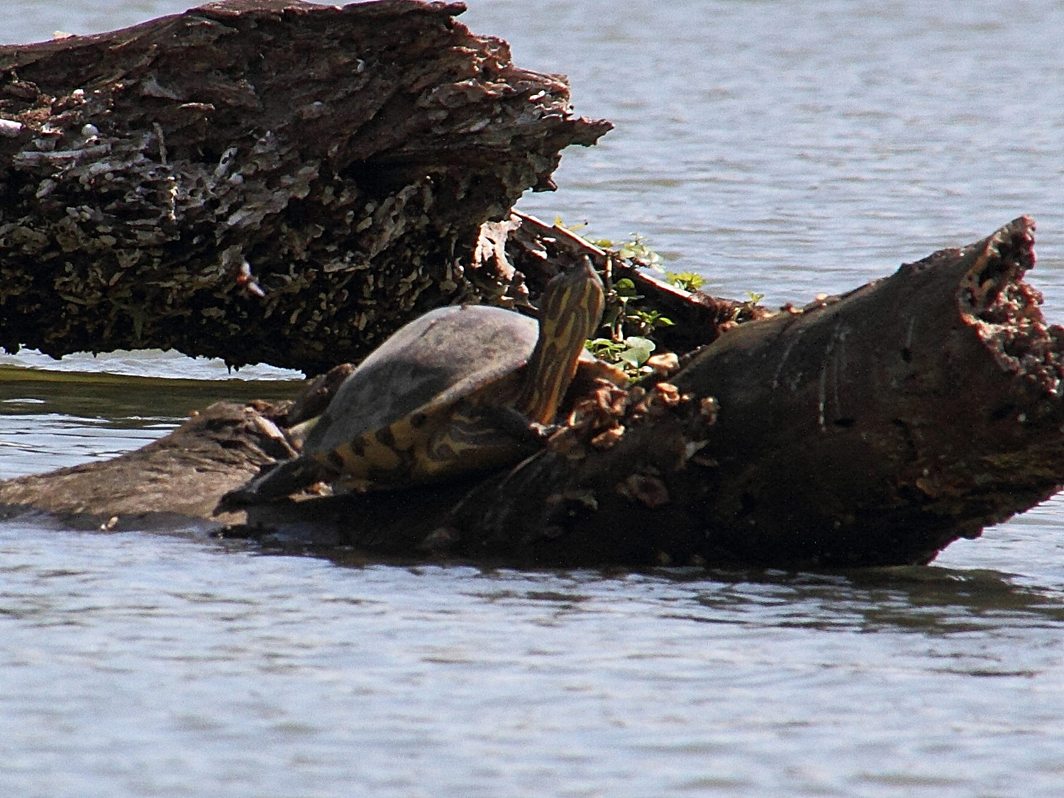 trachemys_venusta1md