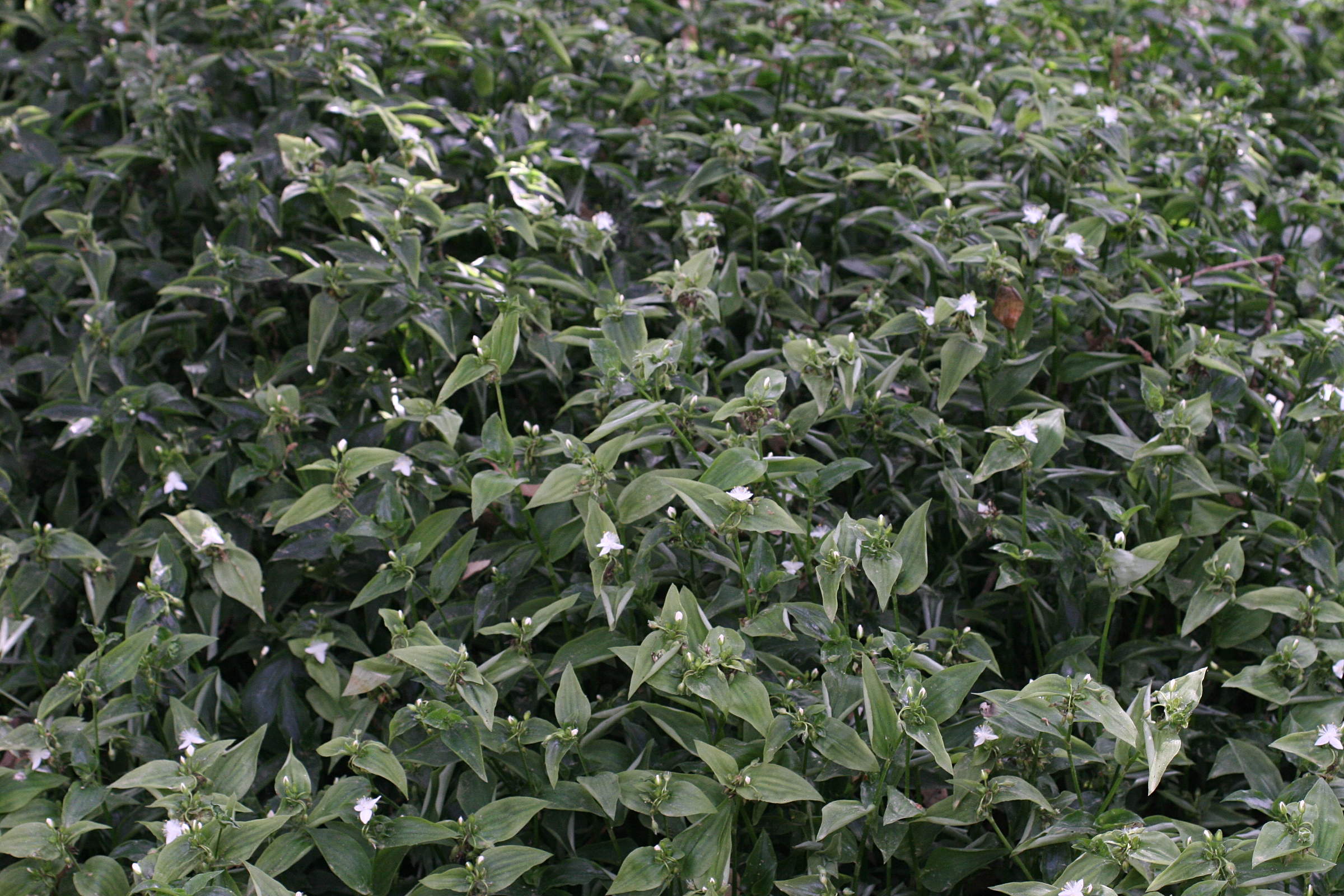 tradescantia_fluminensis1md