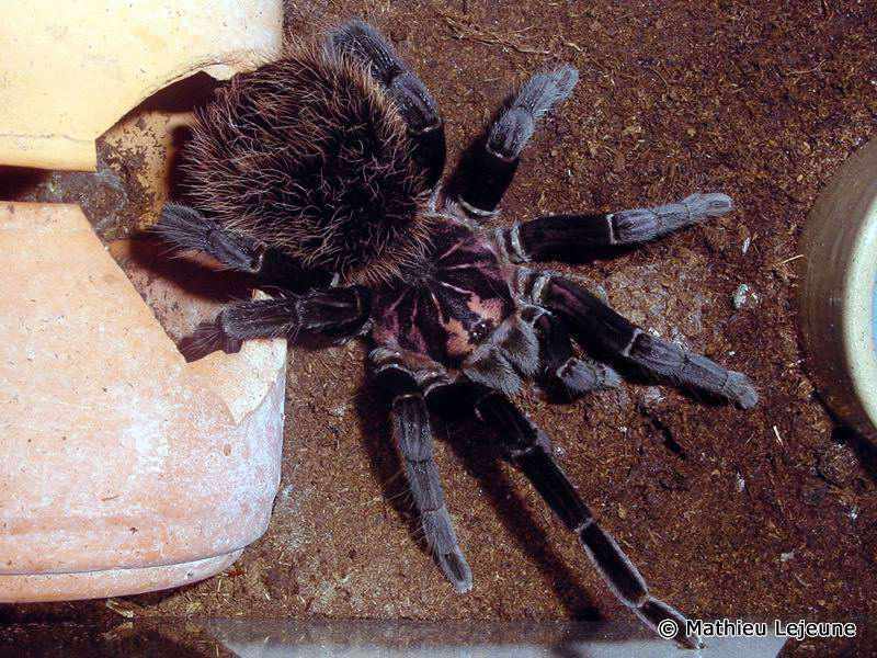 xenesthis_immanis1ml