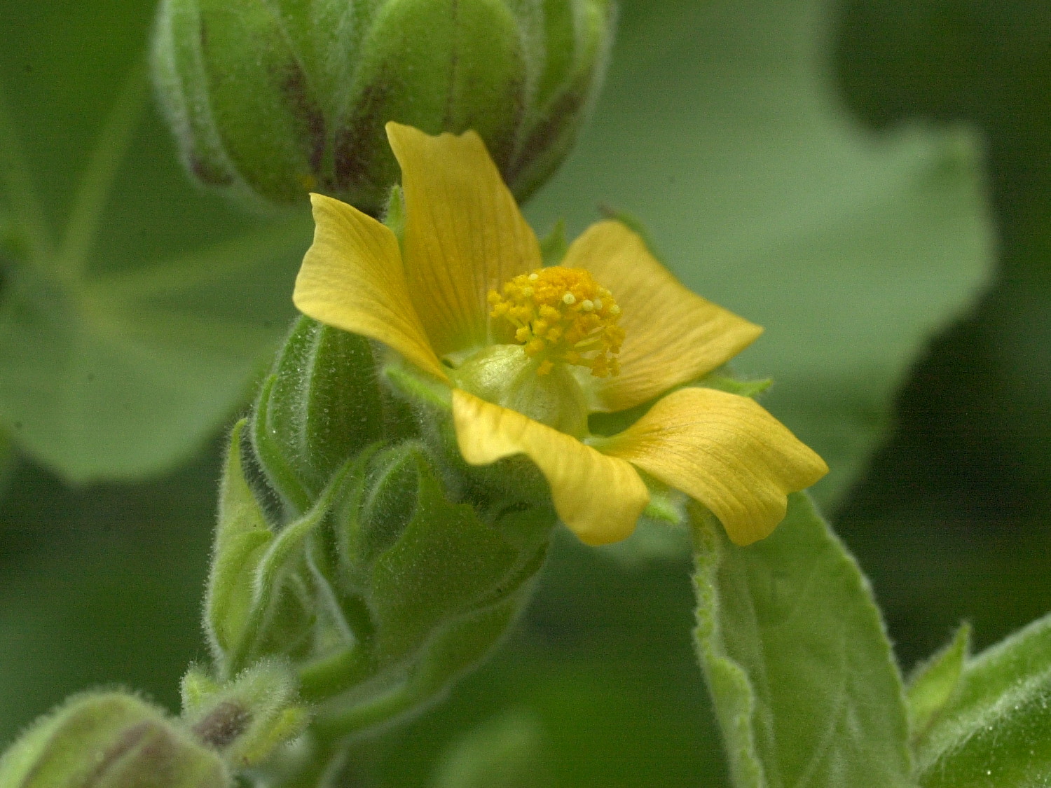 Abutilon_theophrasti