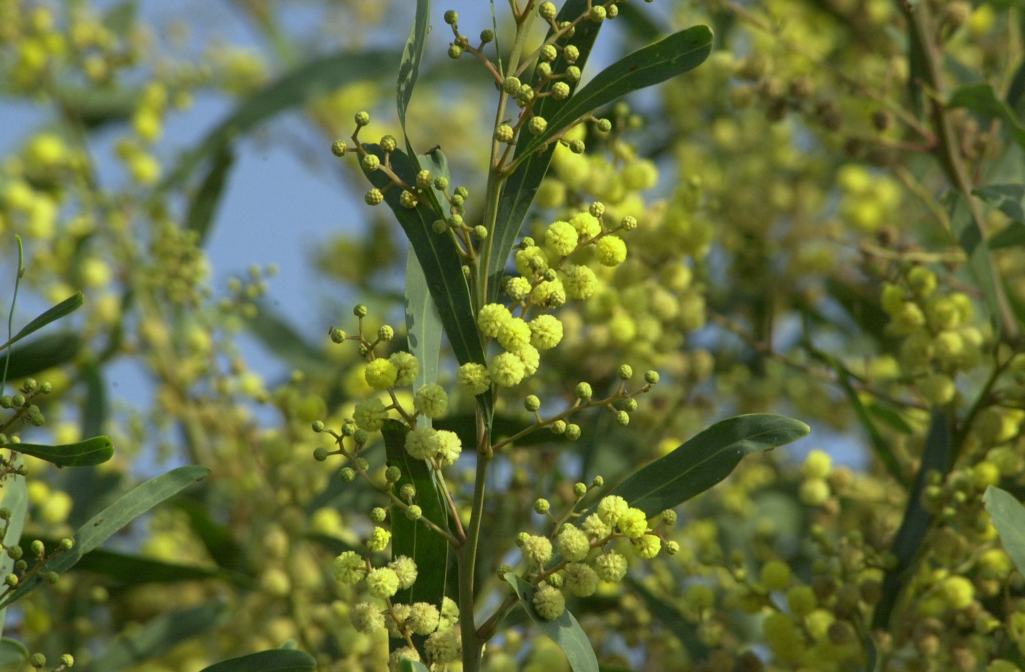 acacia_retinoides3bd