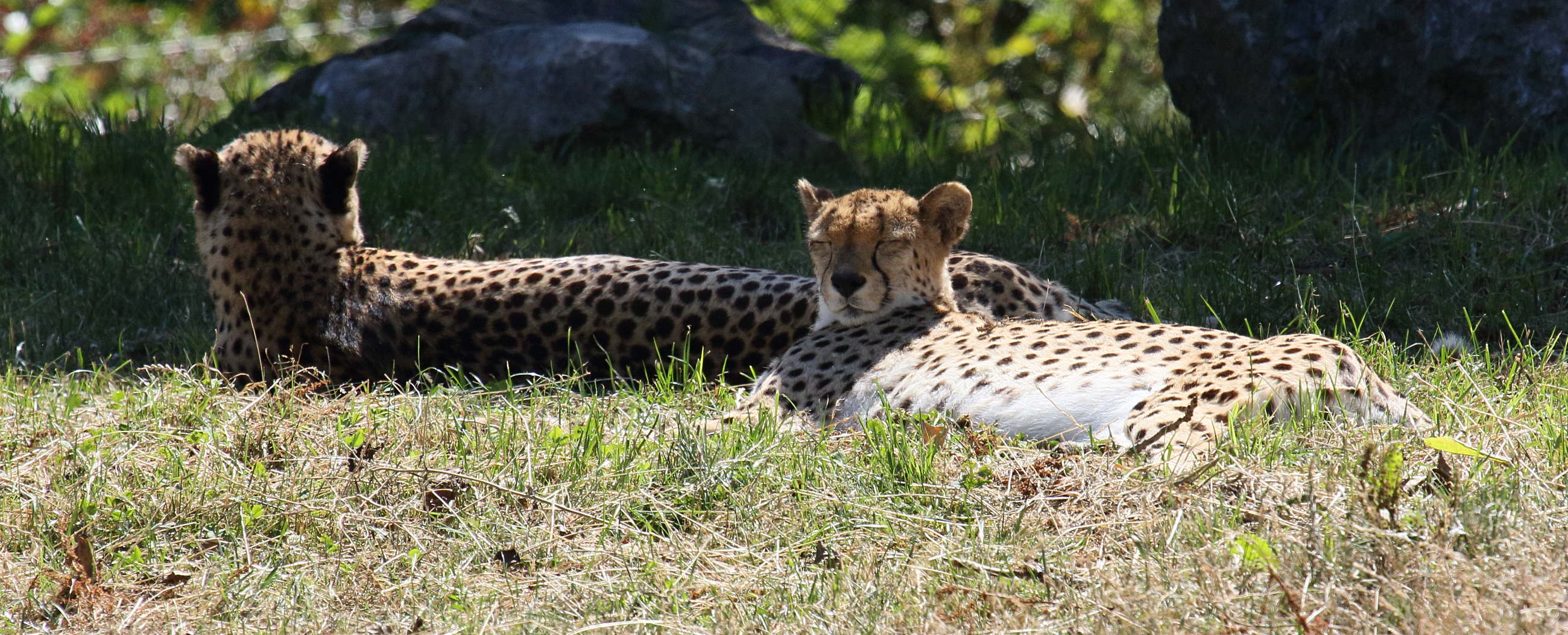 acinonyx_jubatus1bd