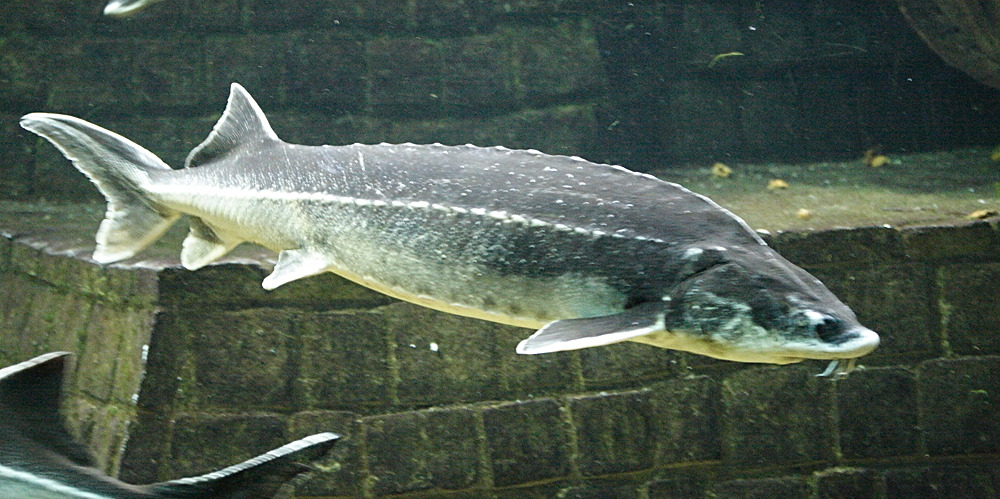 acipenser_gueldenstaedtii1md