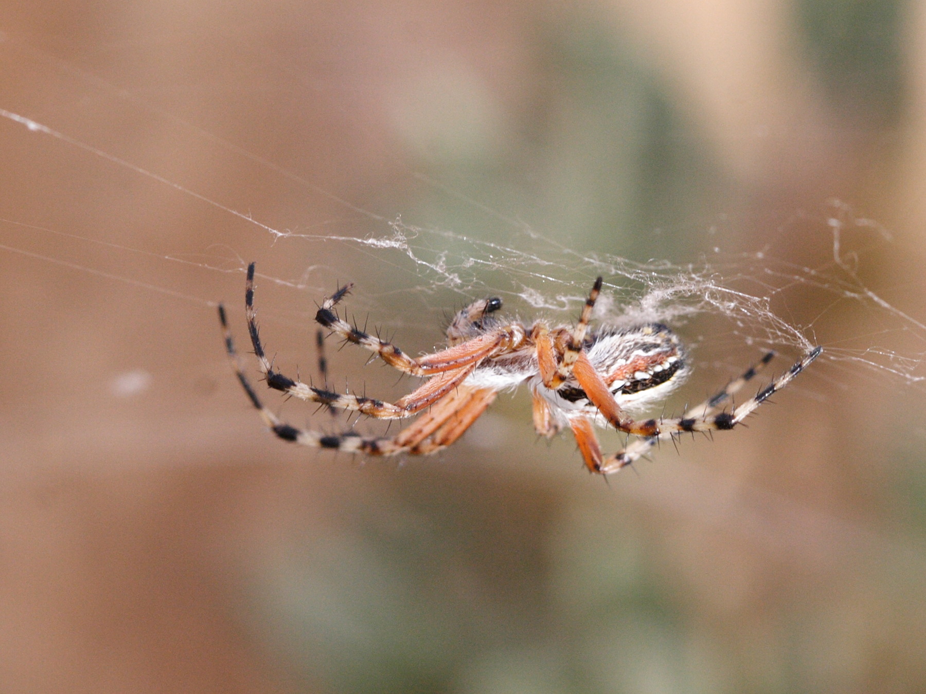 aculepeira_armida3md