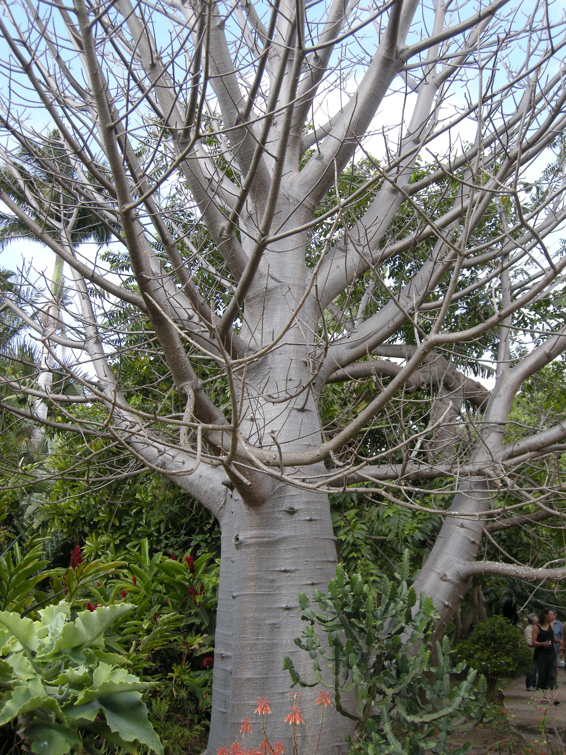 adansonia_digitata1md